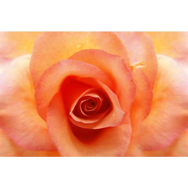 Contemporary Fine Art Rose Photograph For Sale - Image 3 of 3