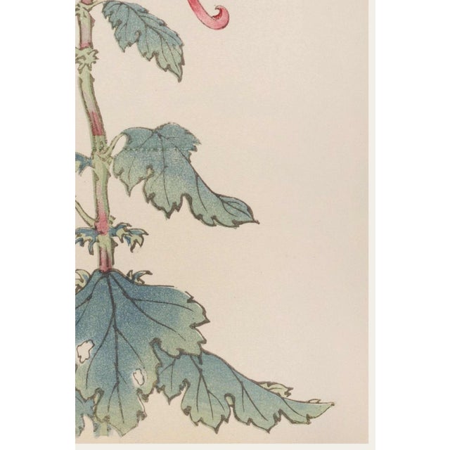 Not Yet Made - Made To Order Japanese Chrysanthemum by Hasegawa, Vintage Botanical Art Print, 40" X 60" For Sale - Image 5 of 9