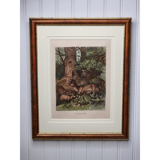 Late 19th Century Louis Prang Deer Engravings in Burl Wood Style Frames - Set of 4 For Sale In Providence - Image 6 of 16