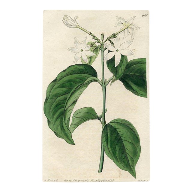 1825, Jasmine Botanical Print, the Botanical Register, Original Antique Botanical Print, Engraving, Hand Colored, England For Sale