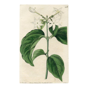 1825, Jasmine Botanical Print, the Botanical Register, Original Antique Botanical Print, Engraving, Hand Colored, England