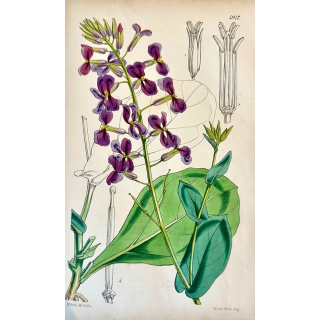 Orobus, Blue Eyed Mary, Ginseng & Honesty Botanical Engravings by William Curtis, 1856 (Set of 4) For Sale - Image 6 of 6