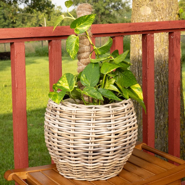 Artifacts Rattan Round Belly Planter with Black Plastic Insert, Natural, 13" For Sale In Houston - Image 6 of 9