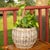 Artifacts Rattan Round Belly Planter with Black Plastic Insert, Natural, 13" For Sale In Houston - Image 6 of 9