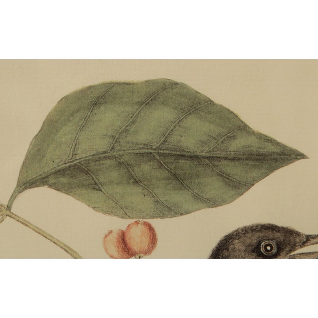 Gold Vintage 'The Mock-Bird' Engraving after Mark Catesby For Sale - Image 8 of 13