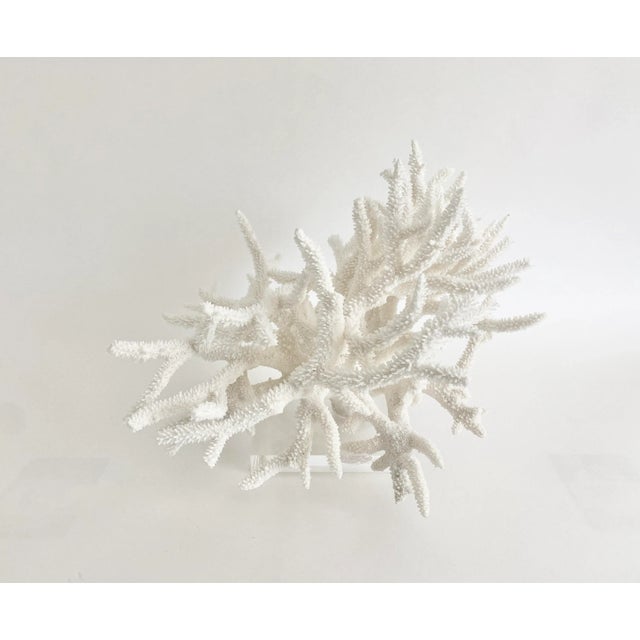 Late 20th Century Extraordinary Natural Staghorn Coral Specimen on Acrylic Base For Sale - Image 5 of 7