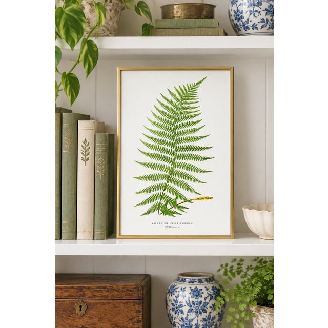 Bunny Williams Home Fern Botanical Art Print – Feathery Green Frond Illustration, 12" X 18" For Sale - Image 4 of 9