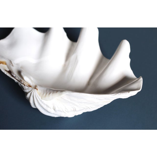 Art Deco Natural Tridacna Giant Clam Shell - Large seashell bowl - shell decor For Sale - Image 3 of 10