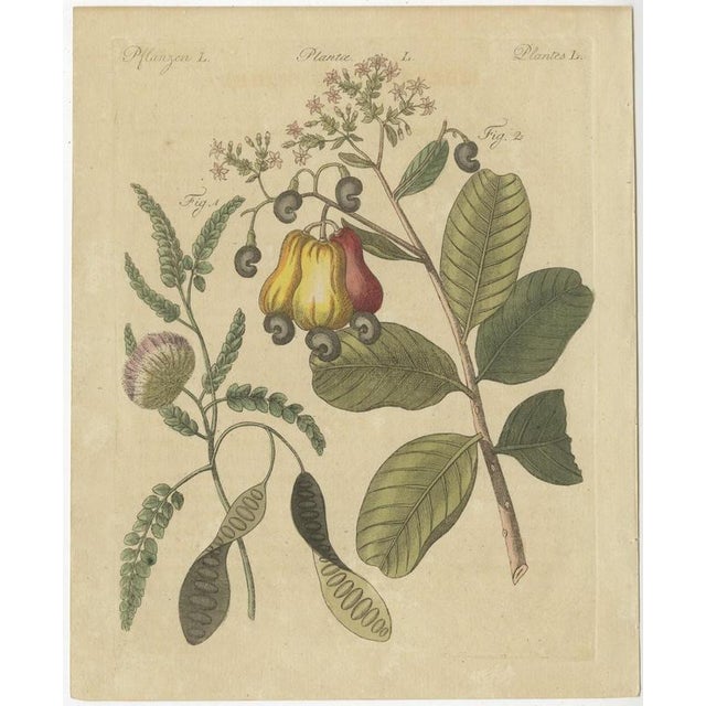 Bertuch, Cashew Apple and Nut with Acacia, 1805, Print For Sale - Image 3 of 12