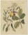 Bertuch, Cashew Apple and Nut with Acacia, 1805, Print For Sale - Image 3 of 12