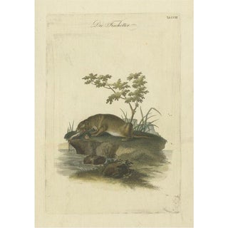 The Otters Catch A Masterpiece Engraving from Johann Daniel Meyer, 1750, Print For Sale