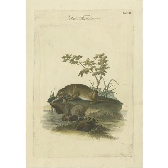 The Otters Catch A Masterpiece Engraving from Johann Daniel Meyer, 1750, Print For Sale