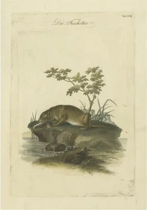 The Otters Catch A Masterpiece Engraving from Johann Daniel Meyer, 1750, Print