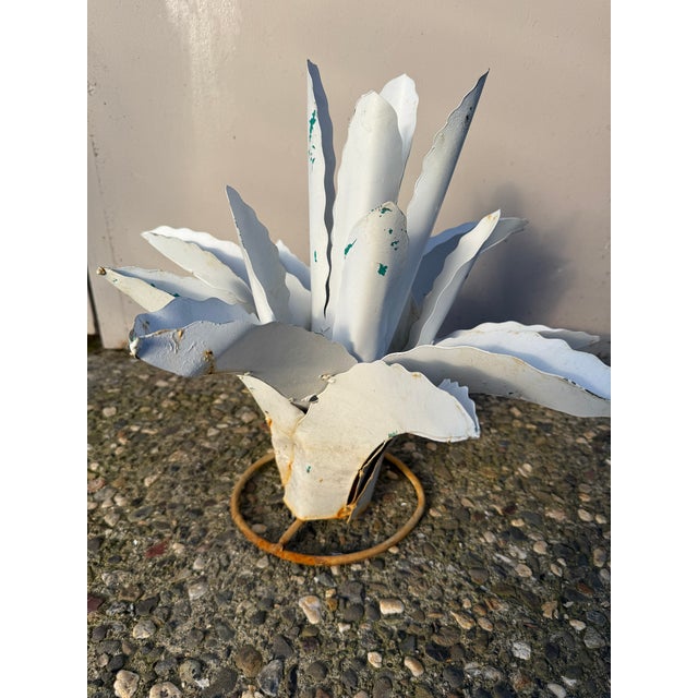Industrial Medium Zinc Agave Plant For Sale - Image 3 of 5