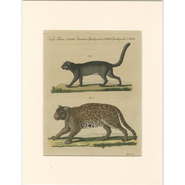 Bertuch, Jaguar & Jaguarundi, 1813, Engraving For Sale - Image 9 of 9