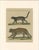 Bertuch, Jaguar & Jaguarundi, 1813, Engraving For Sale - Image 9 of 9