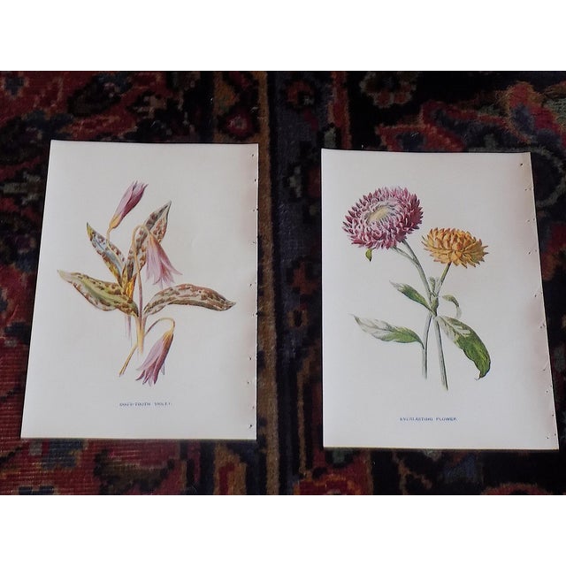 Realism Antique 19th Century Edward Hulme Botanical "Garden Flowers" Lithographs - Set of 12 - Super Price! For Sale - Image 3 of 9