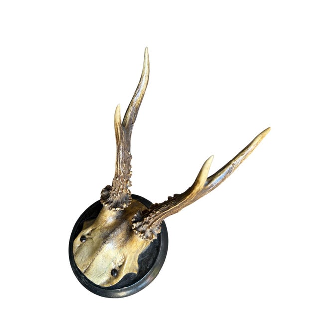 Roe Deer Trophy 129 Black Forest Antlers For Sale - Image 4 of 5