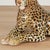 Yellow Vintage Italian Glazed Terra Cotta Leopard Sculpture For Sale - Image 8 of 12