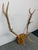 Design Plus Gallery presents.a Set of Wall Mounted Antlers. The hanging plate on the antlers has cursive handwriting that...