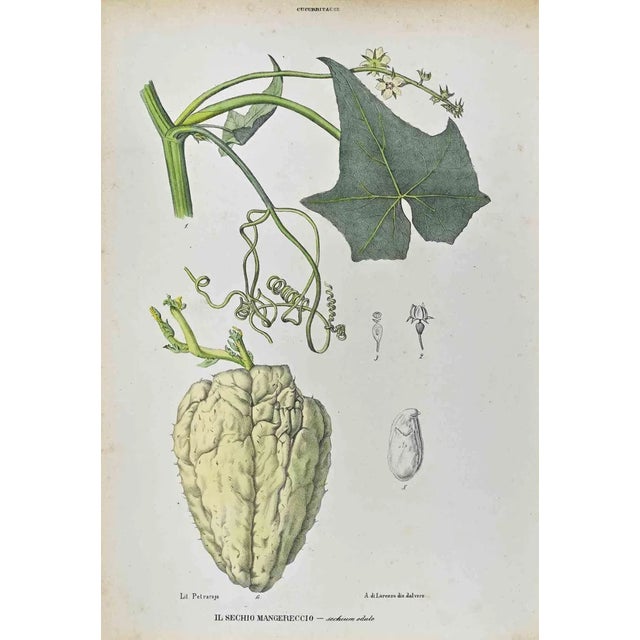 Vincenzo Tenore, The Cucurbitaceae, Lithograph, 1870s For Sale