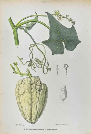 Vincenzo Tenore, The Cucurbitaceae, Lithograph, 1870s
