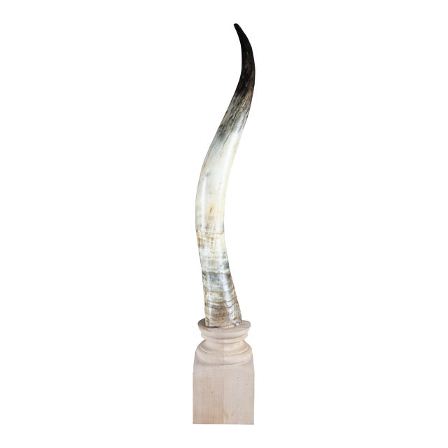 Mid 20th Century African Kudu Antler Horn on Wooden Stand For Sale