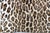 Ralph Lauren Leopard Print Velvet Cheetah Spot Pillow Covers - a Pair For Sale - Image 10 of 12