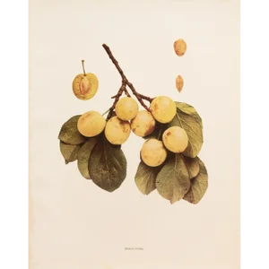 1900s U. P. Hedrick, Original Antique Photogravure of Spaulding Plums