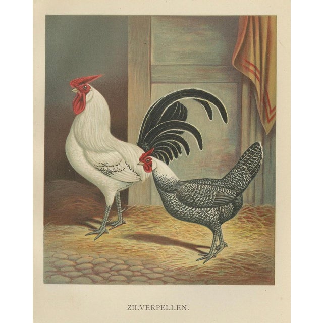 The Silver Penciled Chicken, 1888, Lithograph, Print For Sale - Image 6 of 10