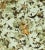Sample - Jean Paul Gaultier for The House of Scalamandré Hirondelles Wallcovering, Automne For Sale
