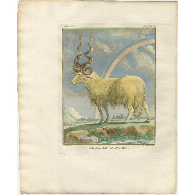Antique zebu engraving, buffon hand-coloured print amsterdam 1769 : this charming and beautifully hand-coloured engraving...