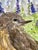 Original Watercolor Painting on Paper of “Little Desert Bird.” For Sale - Image 4 of 4