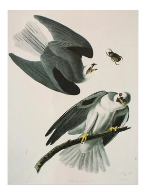 1966 Vintage Cottage Print "Black-Winged Hawk" After John James Audubon