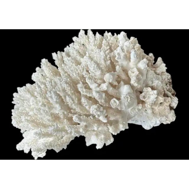 Contemporary Natural White Coral Reef Specimen #8 For Sale - Image 3 of 9