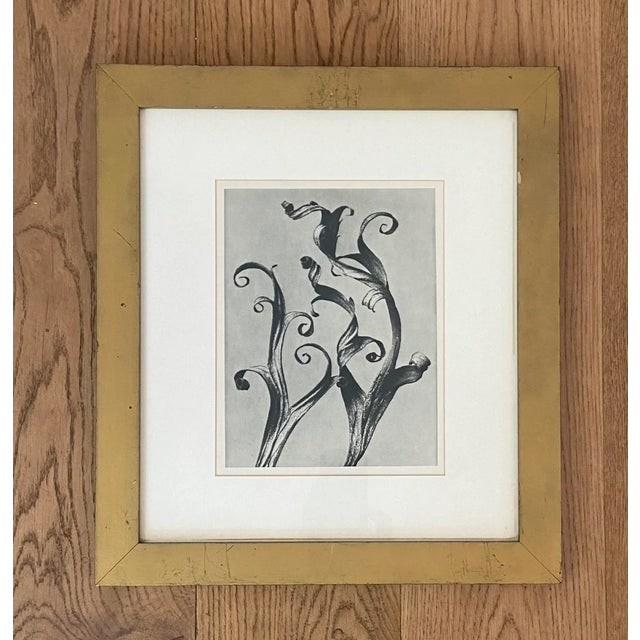 Bauhaus Framed Reproduction Karl Blossfeldt Prints - Set of 2 For Sale - Image 3 of 12