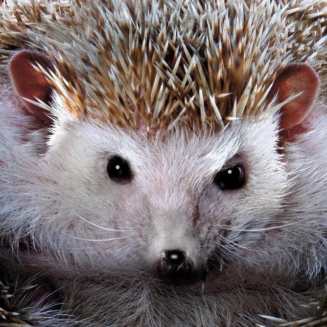 Hedgehog #1 - Signed limited edition archival pigment print - Edition of 10 African Pygmy Hedgehog A rolled up pygmy...