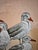 Simple serene painting of birds chilling together maybe on a beach. This piece has really great appeal. Very striking. I...
