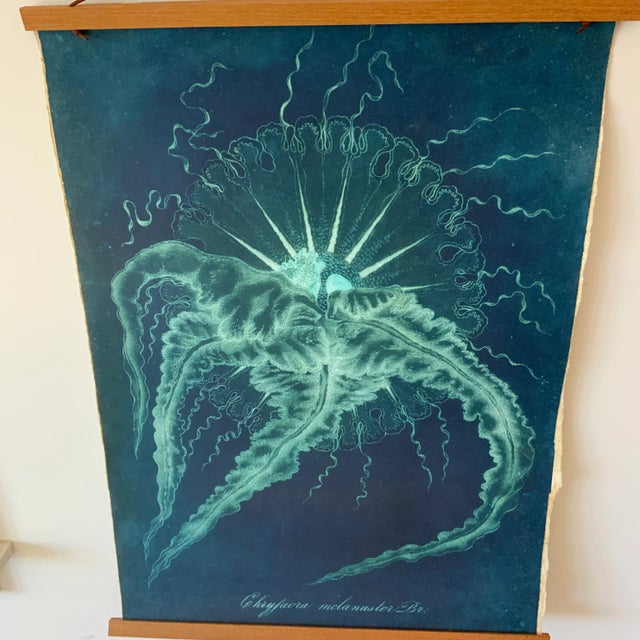 Original Vintage Natural Curiosities Sealife Print, Electric Blue and Green For Sale - Image 4 of 8