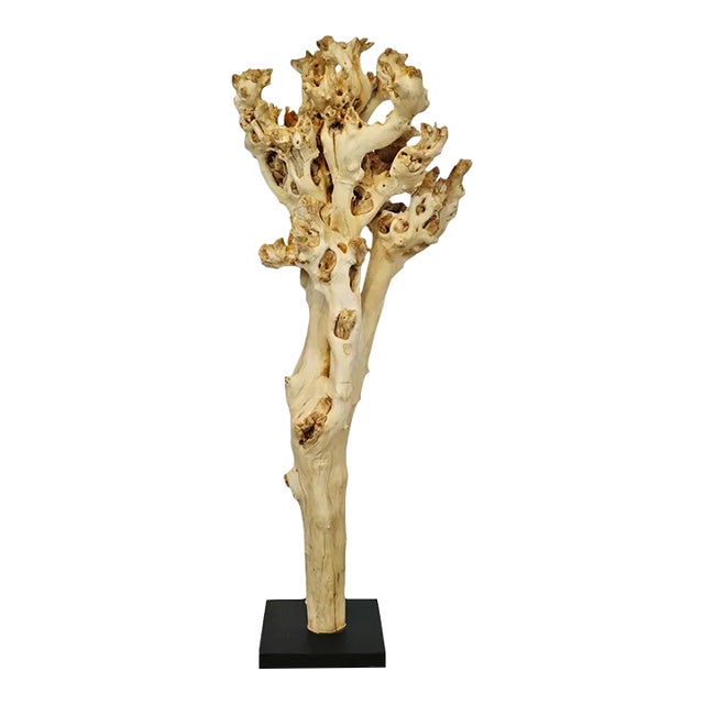 Organic Tea Tree on Stand For Sale