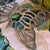 Metal Vintage Silver Butterfly Trivet, Hot Plate For Sale - Image 7 of 7