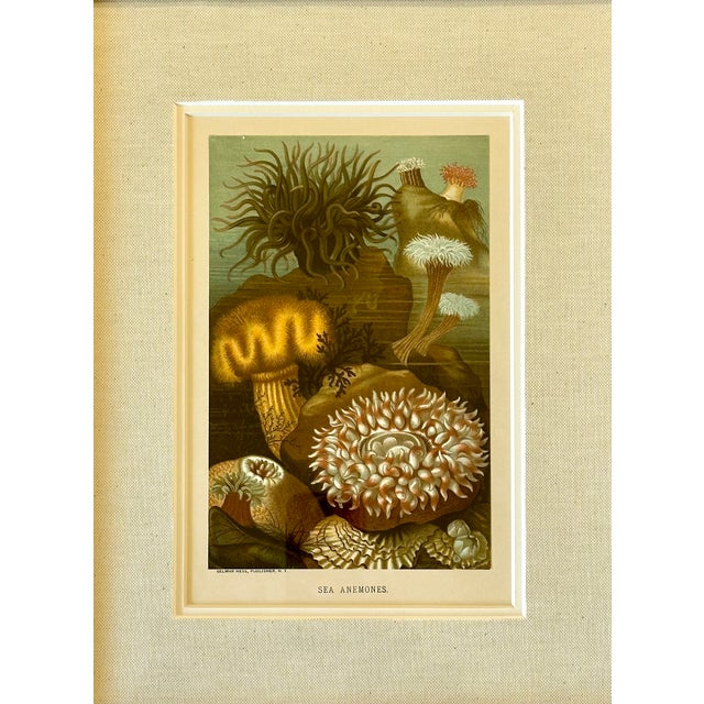 Coastal Sea Anemone Marine Animals, Framed Antique Original Print 1885 For Sale - Image 3 of 4
