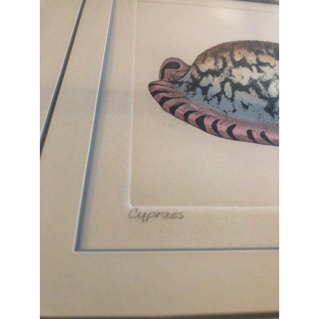 Gallery Wall Collection-6 Original Lithograph Nautical Shell Prints by Listed Artist Dan Mitra- Set of 6 For Sale - Image 10 of 12