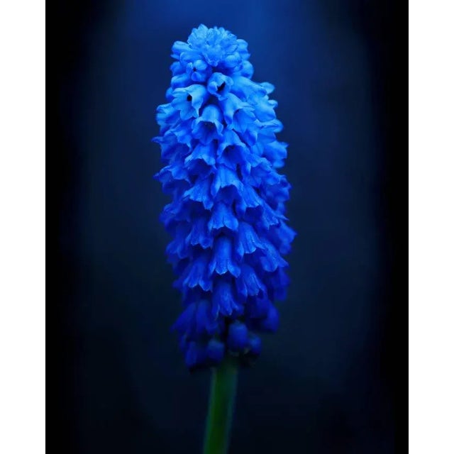"Botanical 49" Macro Botanical Photograph For Sale