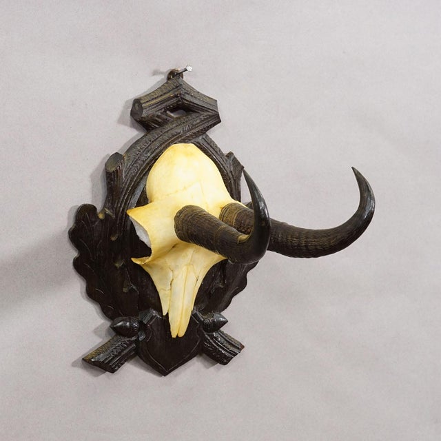 Antique Chamois Trophy on Carved Plaque, Germany ca. 1930s Antique chamois (Rupicapra rupicapra) trophy mounted on a...