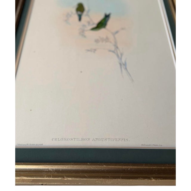 Tan Antique c.1861 John Gould Hummingbird Lithograph & Text Framed Gallery Display For Sale - Image 8 of 11