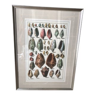 Vintage Seashells Print For Sale