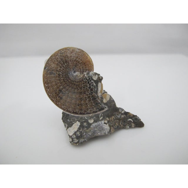 Rare discoscaphite ammonite from Fox Hills formation, South Dakota. Spotted rock with beautiful pattern on shell. Measures...