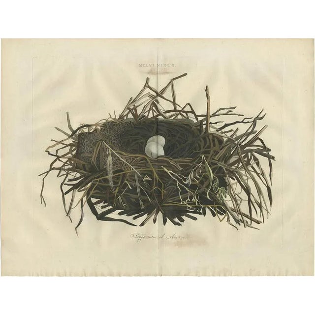 Paper Sepp & Nozeman, Nest of the Western Marsh-Harrier, 1770, Paper For Sale - Image 7 of 7