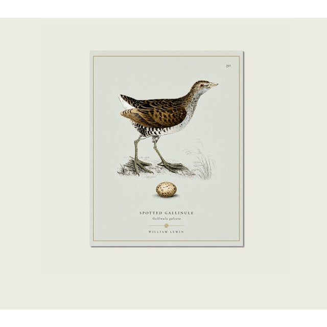 Illustration William Lewin 1789 Waterbirds Fine Art Gallery Board Print - The Spotted Gallinule For Sale - Image 3 of 15